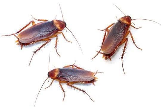 Cockroaches